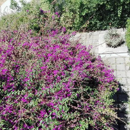 Holiday home Garden House Pompei Vesuvio *